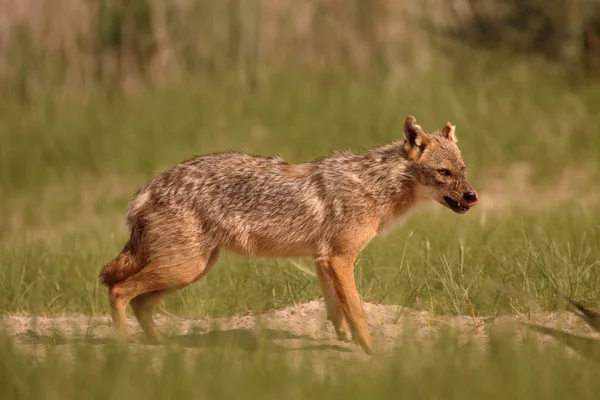 Europeiska jackal, Canis aureus moreoticus — Stockfoto