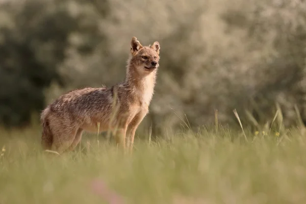 Europese jakhals, Canis aureus moreoticus — Stockfoto