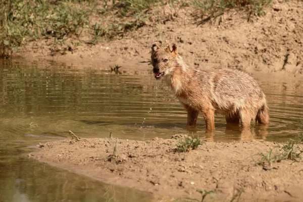 Europäischer Schakal, canis aureus moreoticus — Stockfoto