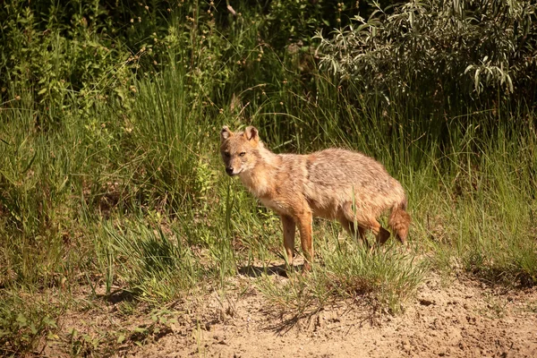 Europeiska jackal, Canis aureus moreoticus — Stockfoto