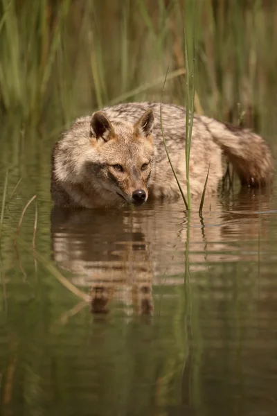 Europese jakhals, Canis aureus moreoticus — Stockfoto