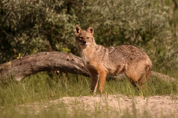 Europese jakhals, Canis aureus moreoticus — Stockfoto