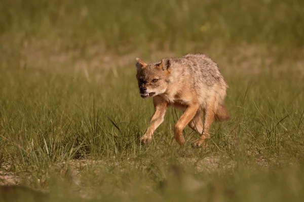 Evropská šakal, Canis aureus moreoticus — Stock fotografie