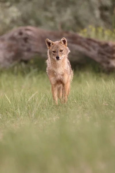 Europese jakhals, Canis aureus moreoticus — Stockfoto