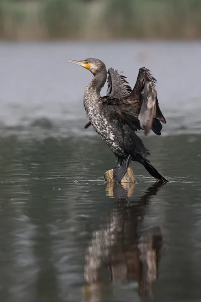 Büyük Karabatak, Phalacrocorax karbonhidrat — Stok fotoğraf