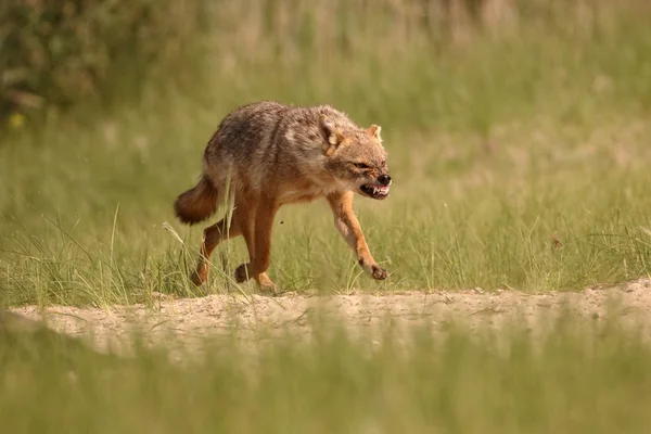 European jackal, Canis aureus moreoticus — Stock Photo, Image