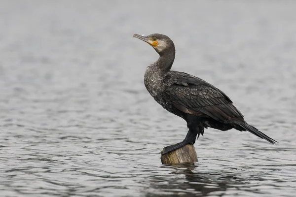 Gran Cormorán, Phalacrocorax carbo — Foto de Stock