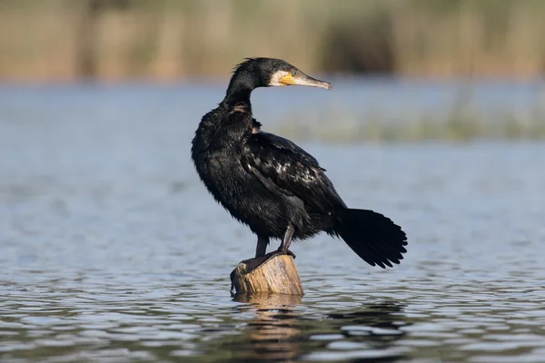 Great cormorant, Phalacrocorax carbo — Stock Photo, Image