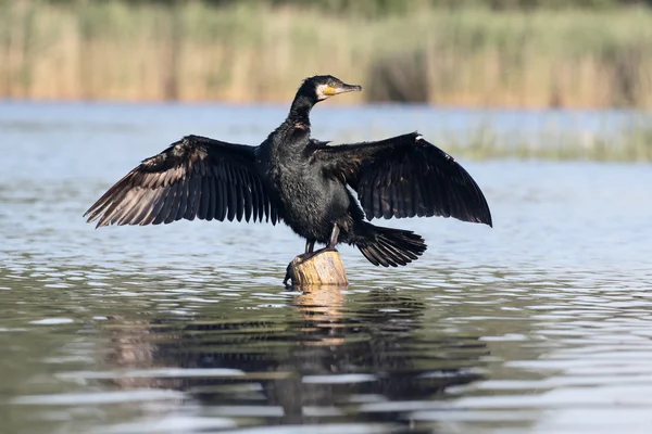 Gran Cormorán, Phalacrocorax carbo —  Fotos de Stock