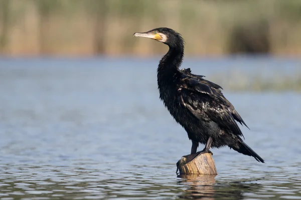 Gran Cormorán, Phalacrocorax carbo — Foto de Stock