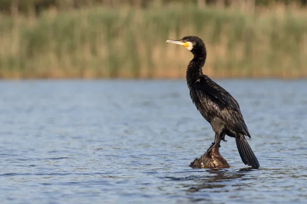 Great cormorant, Phalacrocorax carbo — Stock Photo, Image