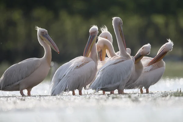 Grande pelicano-branco, Pelecanus onocrotalus — Fotografia de Stock