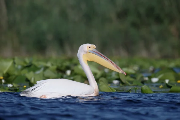 Weißpelikan, pelecanus onocrotalus — Stockfoto