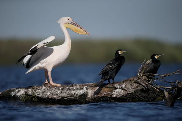 Velký bílý Pelikán, Pelecanus onocrotalus — Stock fotografie