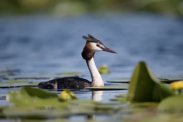 Grebe de crista grande, Podiceps cristatus — Fotografia de Stock