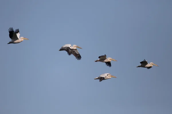 Wielki biały Pelikan, Pelecanus onocrotalus — Zdjęcie stockowe