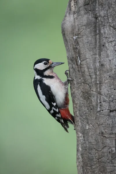 Stor prickig hackspett, dendrocopos major — Stockfoto