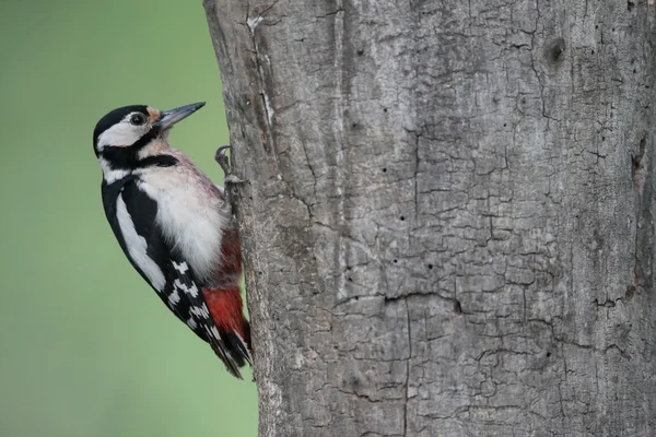 Picchio maculato, Dendrocopos major — Foto Stock