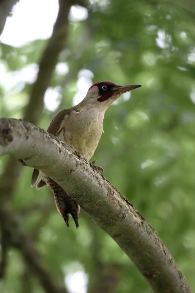 Green woodpecker, Picus viridis — Stock Photo, Image