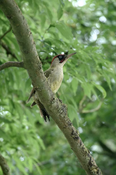 Yeşil ağaçkakan, picus viridis — Stok fotoğraf