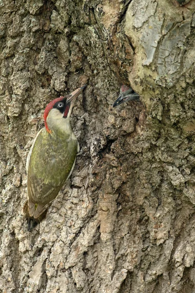 Dzięcioł zielony-picus viridis — Zdjęcie stockowe