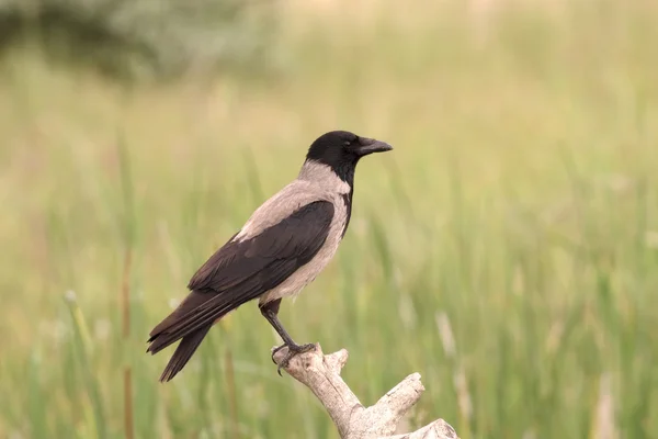 Vrána v kápi, Corvus corone cornix — Stock fotografie