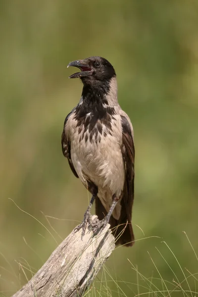 Hupullinen varis, Corvus corone cornix — kuvapankkivalokuva