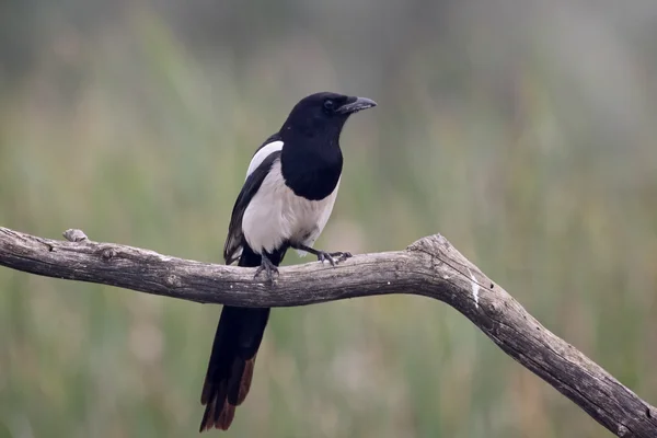 Magpie, pika pika — Stok fotoğraf