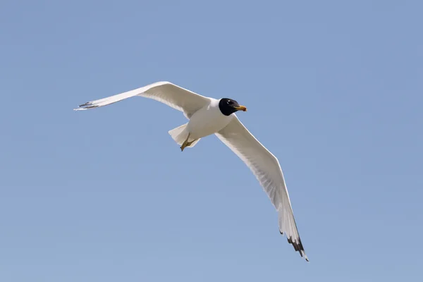 Чайка Палласа, Larus ichthyaetus — стоковое фото