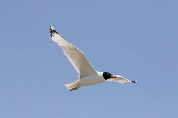 Pallas de meeuw, Larus ichthyaetus — Stockfoto