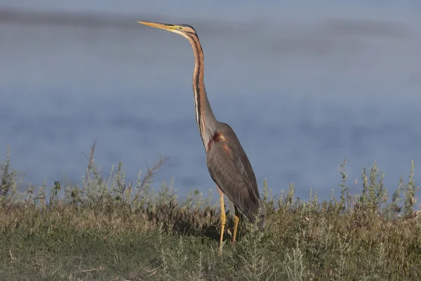 Garza púrpura, Ardea purpurea — Foto de Stock