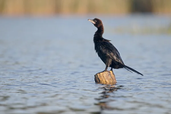 俾格米人的鸬鹚，Phalacrocorax pygmeus — 图库照片