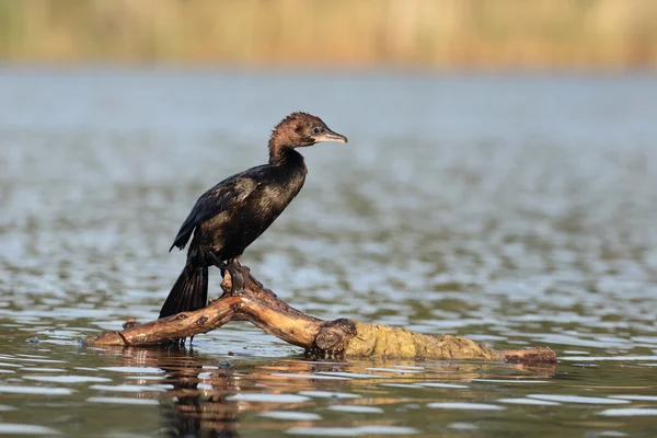 Zwergkormoran, Phalacrocorax pygmeus — Stockfoto