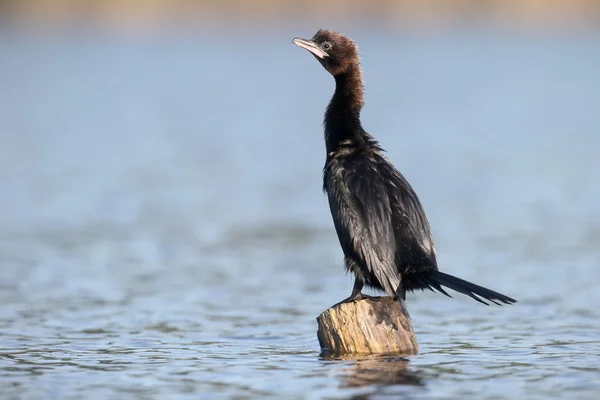 Zwergkormoran, Phalacrocorax pygmeus — Stockfoto