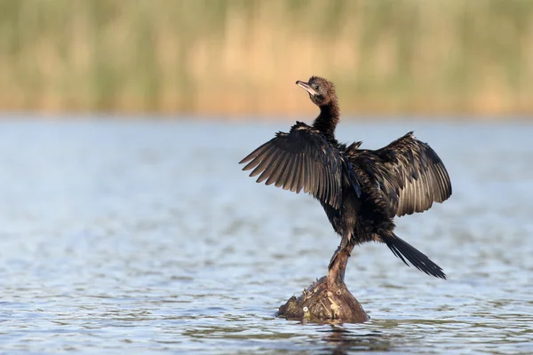 Pygmy cormorant, Phalacrocorax pygmeus — Stock Photo, Image