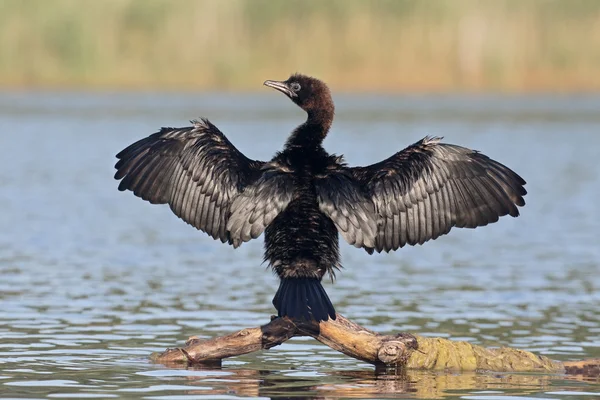 Küçük karabatak Phalacrocorax pygmeus