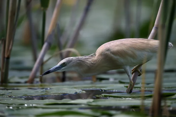 Squacco Heron, Ardeola rfelides — стоковое фото