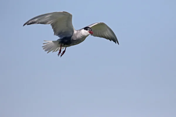 Mindre tärna, chlidonias hybridus — Stockfoto