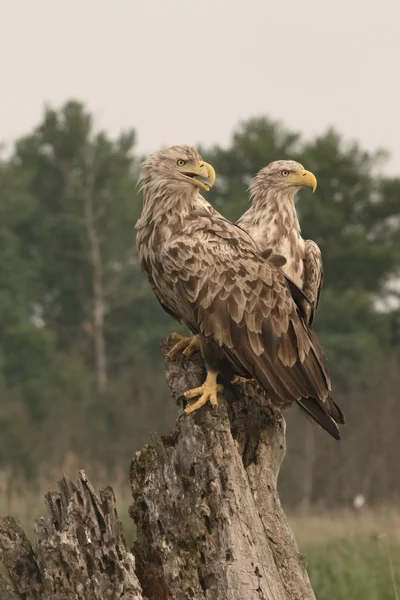 オジロワシ海ワシ、haliaeetus アマオブネ — ストック写真