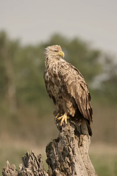 Pygargue à queue blanche, Haliaeetus albicilla — Photo