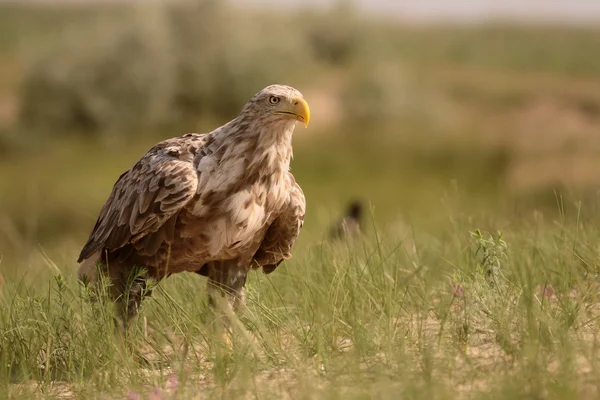 Águila de cola blanca, Haliaeetus albicilla — Foto de Stock