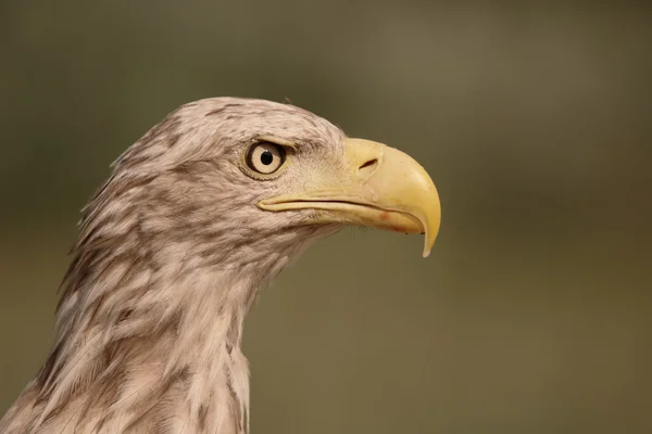 White-tailed sea-eagle, Haliaeetus albicilla — Stock Photo, Image