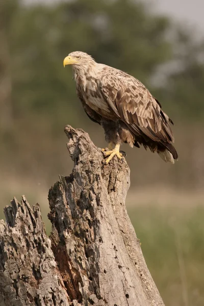 オジロワシ海ワシ、haliaeetus アマオブネ — ストック写真