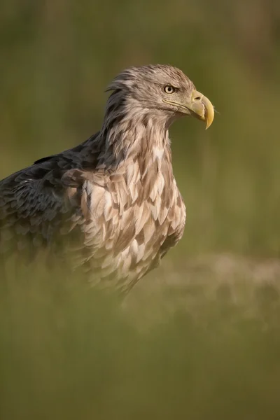 Águila de cola blanca, Haliaeetus albicilla — Foto de Stock
