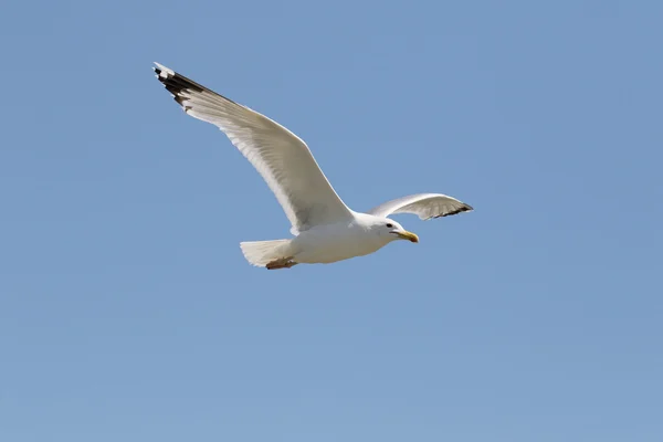 Gaivota de pernas amarelas, Larus michahellis — Fotografia de Stock