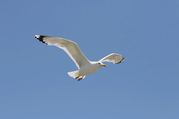 Yellow-legged gull, Larus michahellis — Stock Photo, Image