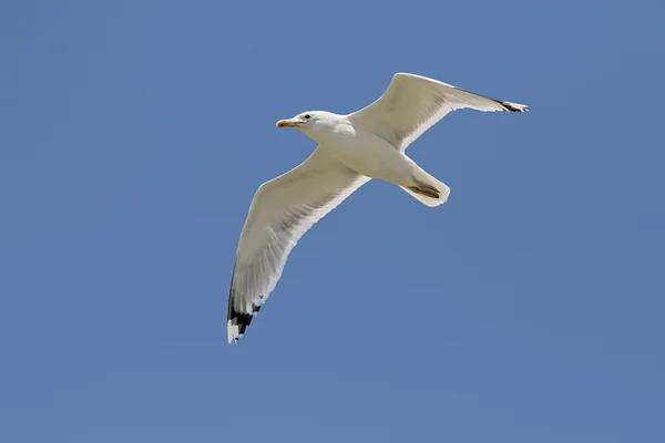 Racek bělohlavý, larus michahellis — Stock fotografie