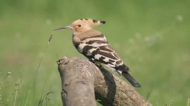 ibibik, upupa epops,  