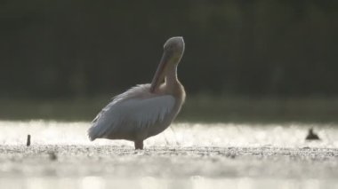 Büyük beyaz-Pelikan, Pelecanus onocrotalus, 