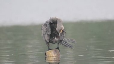 Büyük Karabatak, Phalacrocorax karbonhidrat,